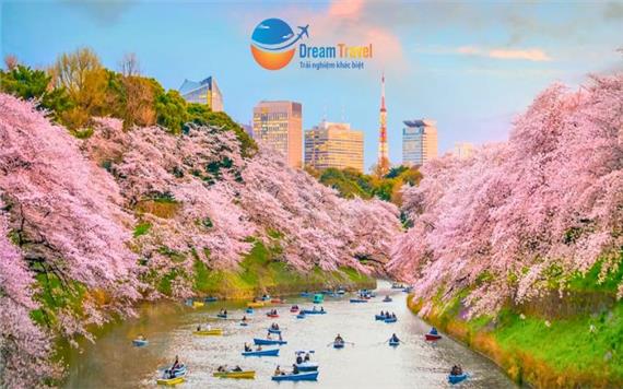 [HCM] Tour Nhật Bản Hành Trình Vàng Mùa Hoa Anh Đào Nở Sớm 2026